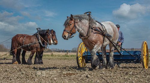 Boer met trekpaarden