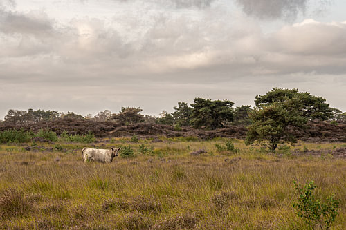 Kalmhoutse Heide