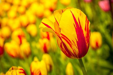 Een veld vol tulpen van Stedom Fotografie