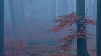 Mysteriöser Wald, in Nebel gehüllt, Baum mit rot/braunen Blättern. von Epic Photography Miniaturansicht