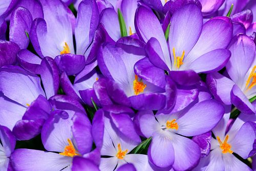 Krokus