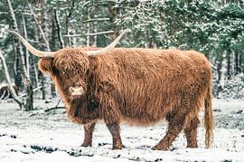 Schottische Highlander-Rinder im Winter im Schnee von Sjoerd van der Wal Fotografie