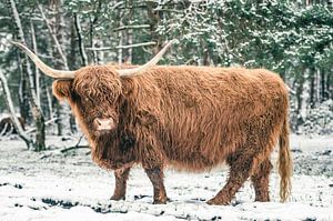 Schottische Highlander-Rinder im Winter im Schnee