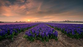 Feld mit Hyazinthen bei Sonnenuntergang