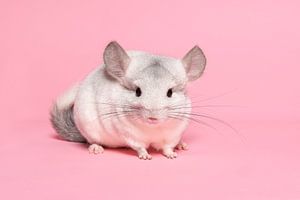Niedliche weiße Chinchilla auf einem rosa Hintergrund