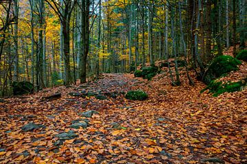Herfst in het bos van Christian Späth