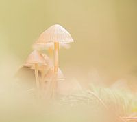 Herbstliche Atmosphäre