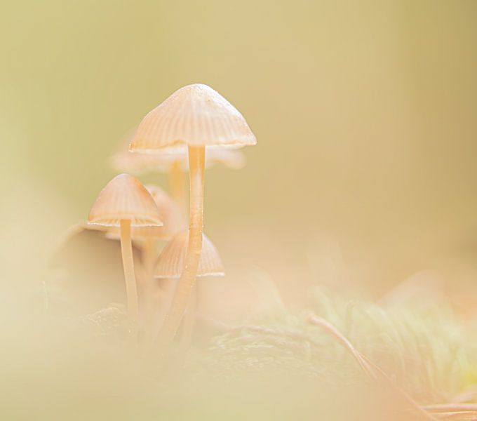 Herbstliche Atmosphäre von Frits Remmers