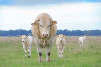 Blonde d'Aquitaine stier met twee van zijn kalveren in weiland