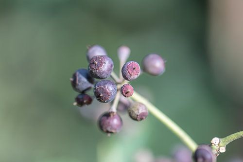 purple berries