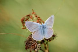 Heideblauwtje vlinder op plant /Natuur- en macrofotografie van Anke Sol