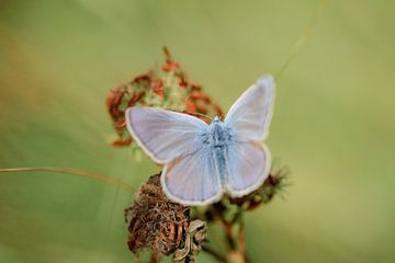 Heideblauwtje vlinder op plant /Natuur- en macrofotografie van Anke Sol