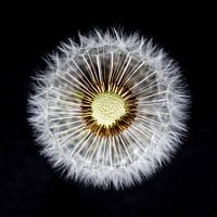 dandelion