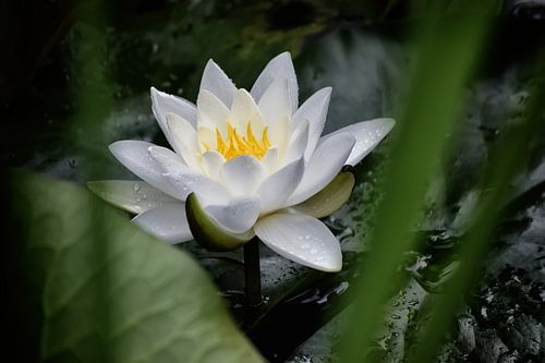 Nénuphar blanc caché