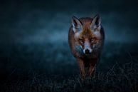 Fox van Peter Deschepper thumbnail