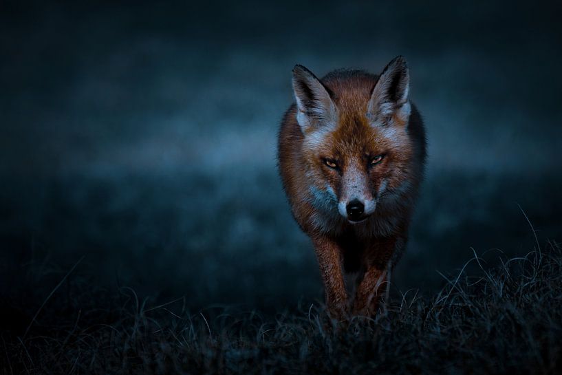 Fox van Peter Deschepper