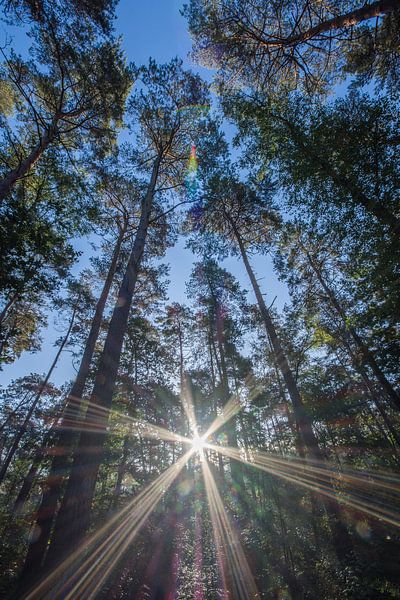 up by Bart Liesenborgs