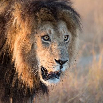 Der König der Löwen von Jos van Bommel