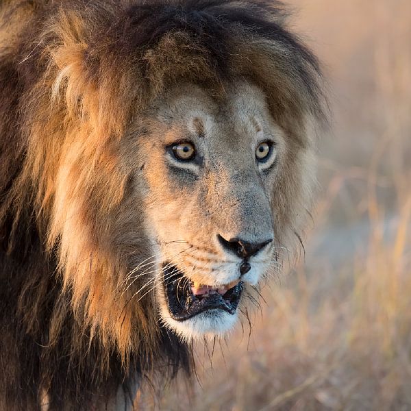 Der König der Löwen von Jos van Bommel