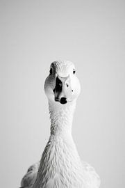 Duck by Poster Art Shop