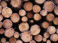 Gekapte bomen