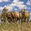 Vaches dans le Limbourg méridional sur John Kreukniet
