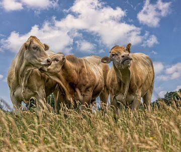 Koeien in Zuid-Limburg van John Kreukniet