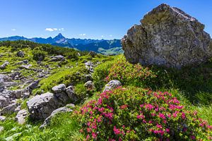 Rhododendron, Allgäu Alps by Walter G. Allgöwer