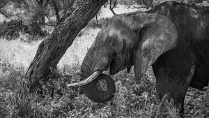 Éléphant