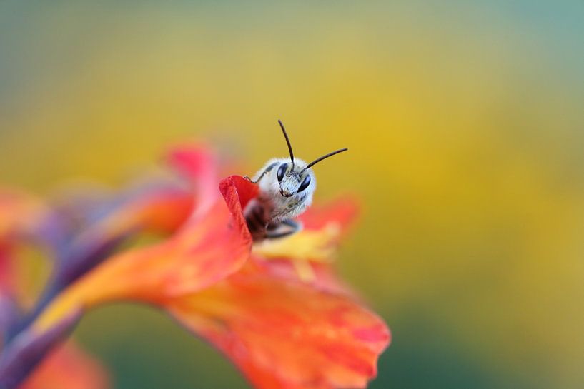 Bee model by Titi-Kiekt