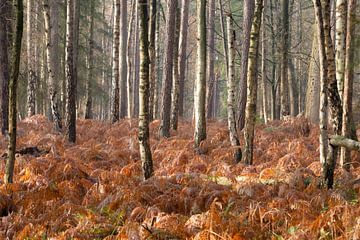 Forêt d'automne sur la crête d'Utrecht