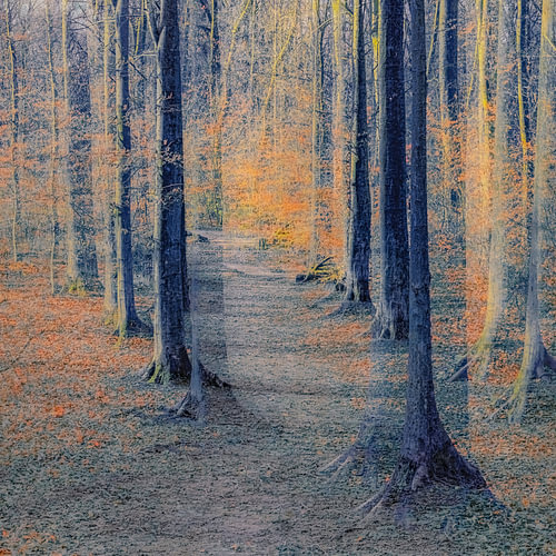 Der Zauber des Waldes von Monique van Velzen