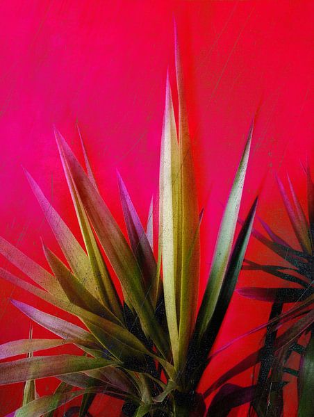 Magenta en groen van Angelo Cerantola