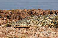 Crocodile by Jolene van den Berg thumbnail