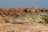 Krokodil