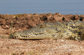 Crocodile