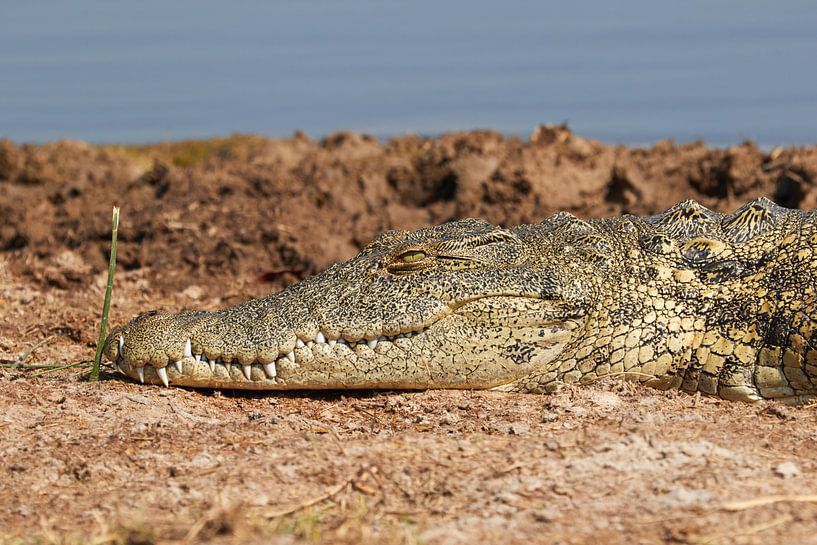 Crocodile by Jolene van den Berg