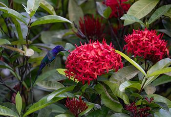 Kolibri frisst Pollen von einer Blüte