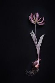 dried tulip with bulb by Karel Ham