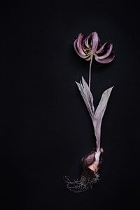 getrocknete Tulpe mit Zwiebel von Karel Ham