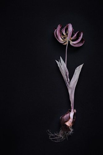 dried tulip with bulb