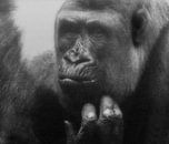 Gorilla : Diergaarde Blijdorp van Loek Lobel thumbnail