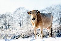 nederlands winterlandschap