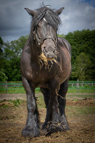 horse by iwan faber