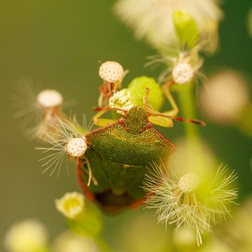 A green stink bug by Horst Husheer