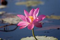 Bloeiende roze waterlelie van Ivonne Wierink thumbnail