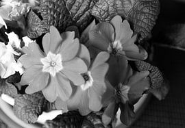 The first flowers in the Emsland garden by Bianca Meyering Fotos - BMF