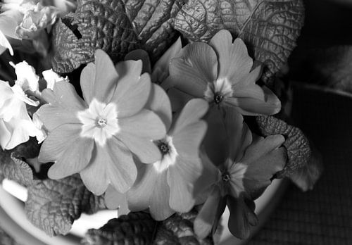 De eerste bloemen in de Emsland-tuin.
