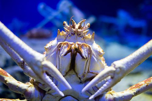 Große japanische Seekrabbe