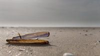 Lonely at the beach